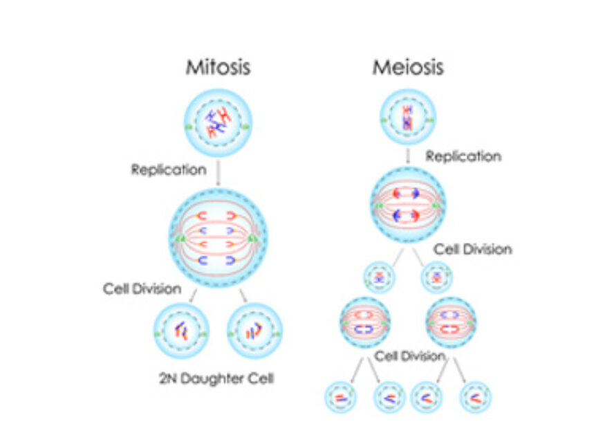 Abbildung Mitosis / Meiosis