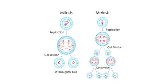 Abbildung Mitosis / Meiosis
