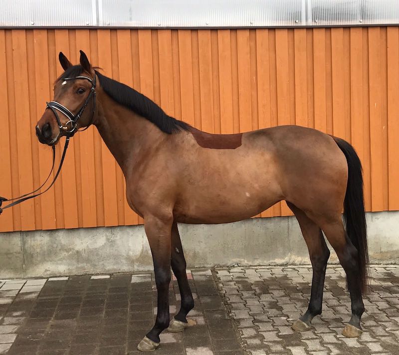 Premiere in Biberach: Verkaufstag mit Hengstpräsentation