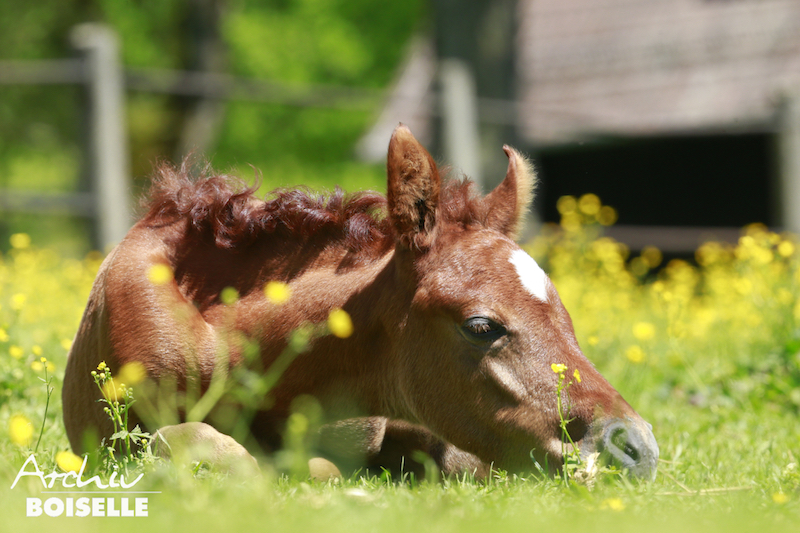 Tolle Angebote des Haupt- und Landgestüts Marbach in den Osterferien 2017