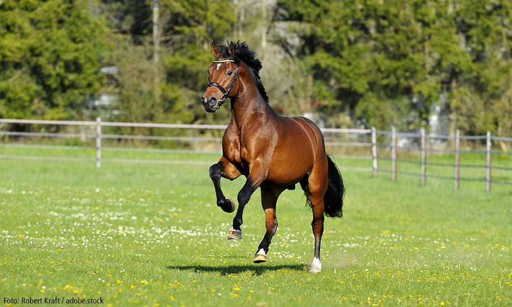 Hengststation Maas J. Hell – Große Hengstpräsentation am Samstag