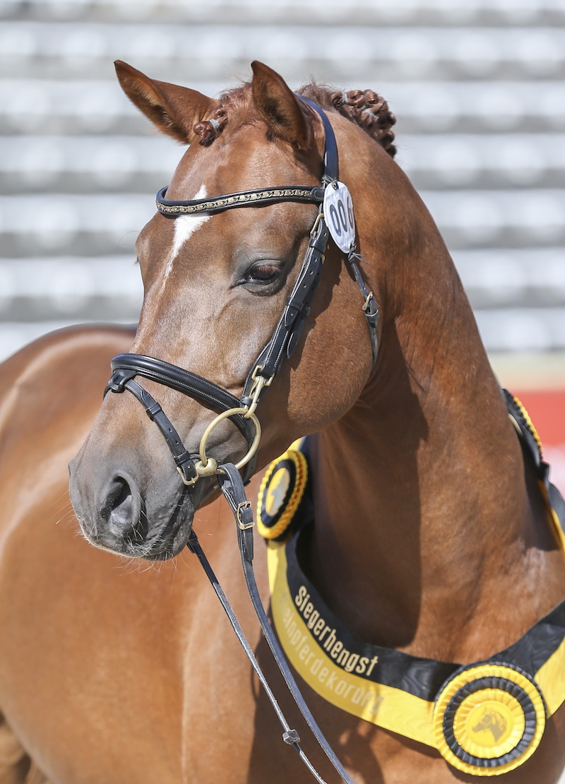 Del Campo zum Siegerhengst gekürt