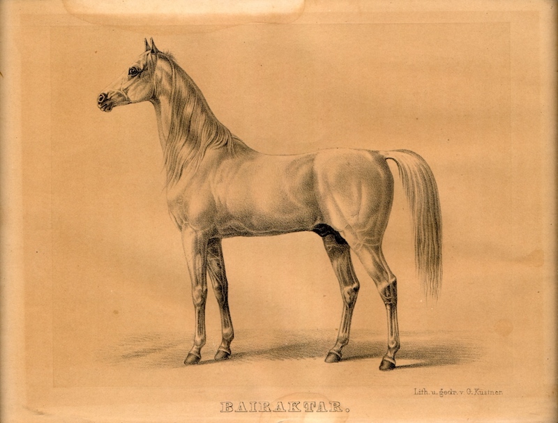 Jubiläum „200 Jahre Weil-Marbacher Vollblutaraberzucht (1817-2017)“