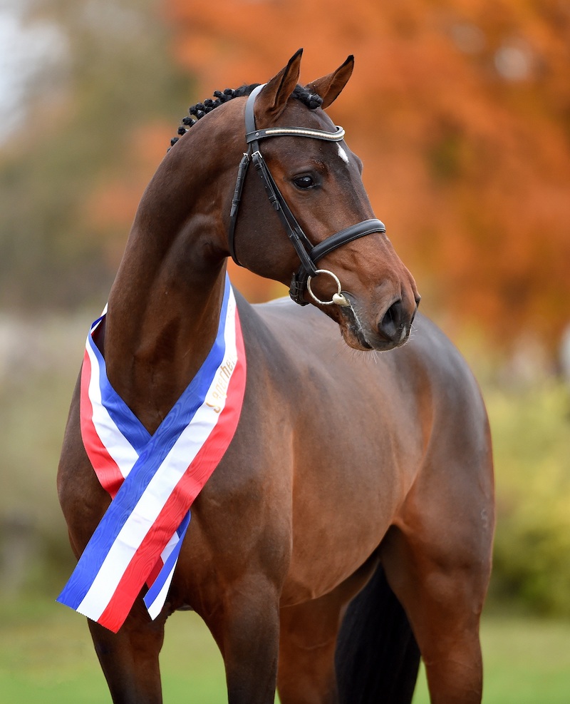 Elmshorn 26. April Präsentation der Junghengste