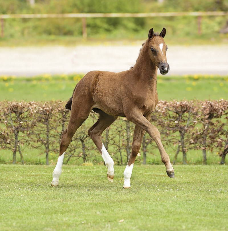 Fohlenauktion auf dem Derbyplatz