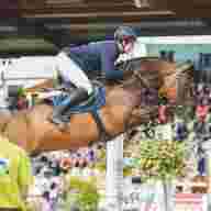 Spitzensport und Nachwuchshoffnungen –   Ein Pferdefest für die ganze Familie