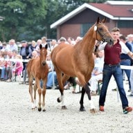 Traditions-Fohlenprämierungstermin auf Gestüt Wendeln steht an