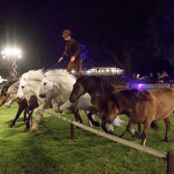 Dem Pferd ganz nah –   spannend, aufregend, romantisch