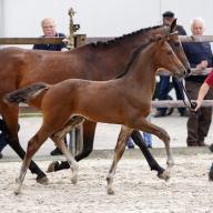 Hengststation Maas J. Hell – 13 Prämienfohlen von Stationshengsten