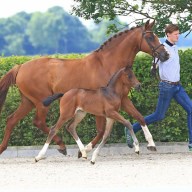 Sosaths Junghengste überzeugen mit ersten Fohlenjahrgängen