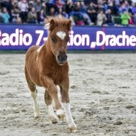 Donaueschingen-Immenhöfe: Überflieger heiß begehrt