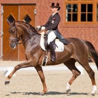 CDI*4 Dressur Cappeln International lockt zahlreiche Topstars auf Gestüt Vorwerk