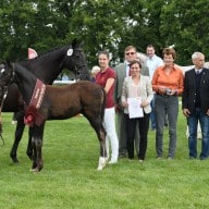 Vielversprechende Youngsters beim DSP Fohlenchampionat in Neustadt (Dosse)