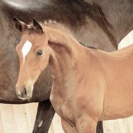 Internationales VGH Trakehner Bundesturnier vom 20.-23. Juli 2017