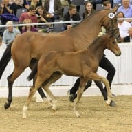 „Stand up for the champion!“ Hannoveraner Fohlen auf alle fünf Kontinente