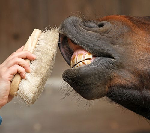 Naturprodukte fĂŒr das Pferd