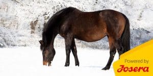 Fütterung von Fohlen und Zuchtstuten