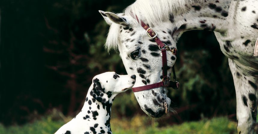 Freikarten Hund & Pferd vom 16. – 18. November 2018 in Dortmund img