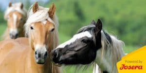 Fütterungsbedingte Stoffwechselstörungen bei Pferden