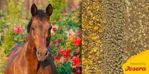 Alte Pferde füttern