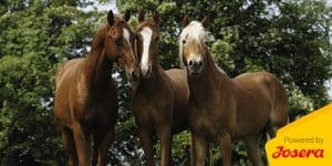 Getreide(frei) füttern – warum?