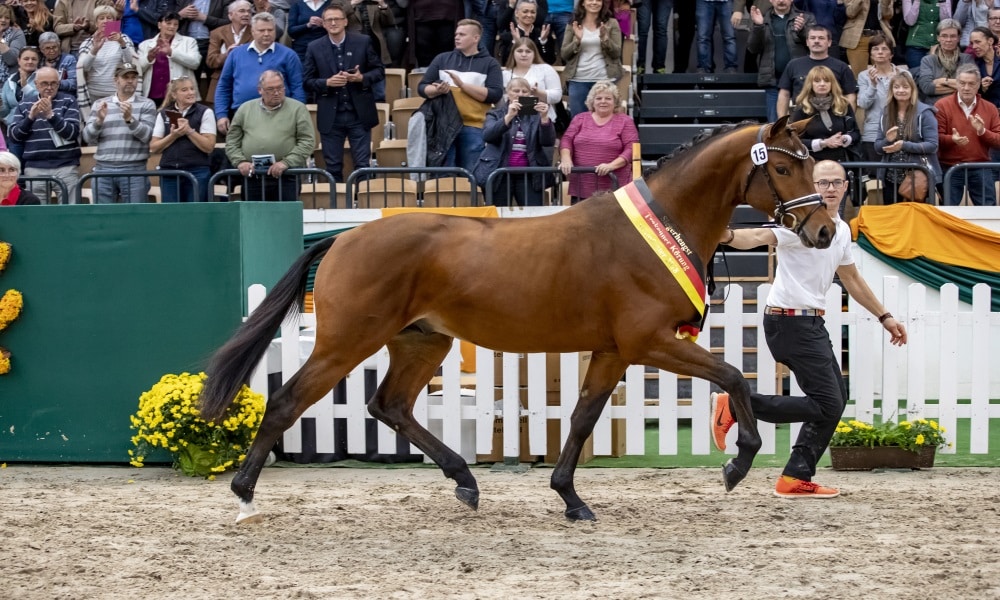 Der Trakehner Siegerhengst 2018: Kattenau