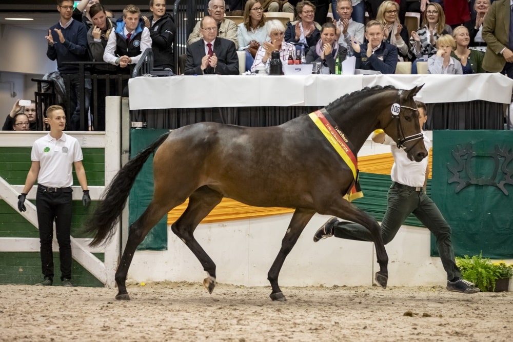 Die Trakehner Hengste sind gekört