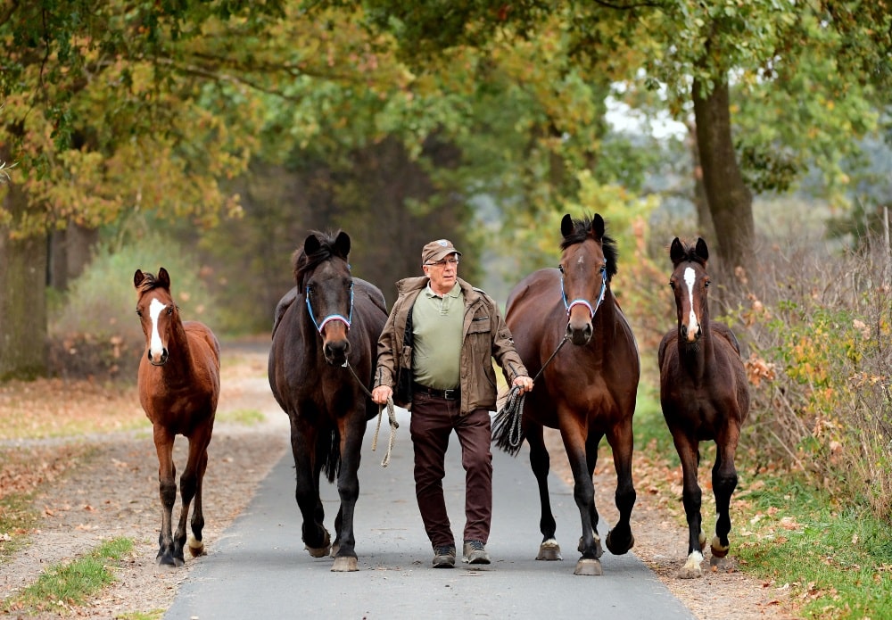 Holsteiner Züchter des Jahres 2018: Hans-Joachim Ahsbahs