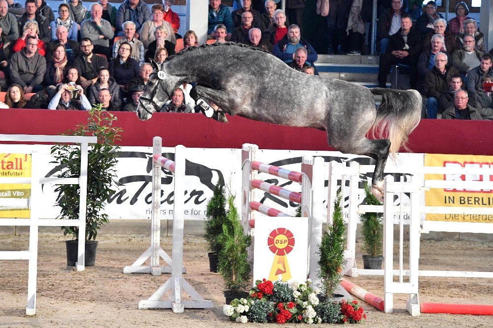 Schaufenster der Besten: Quaterback und Hickstead White liefern Siegerhengste