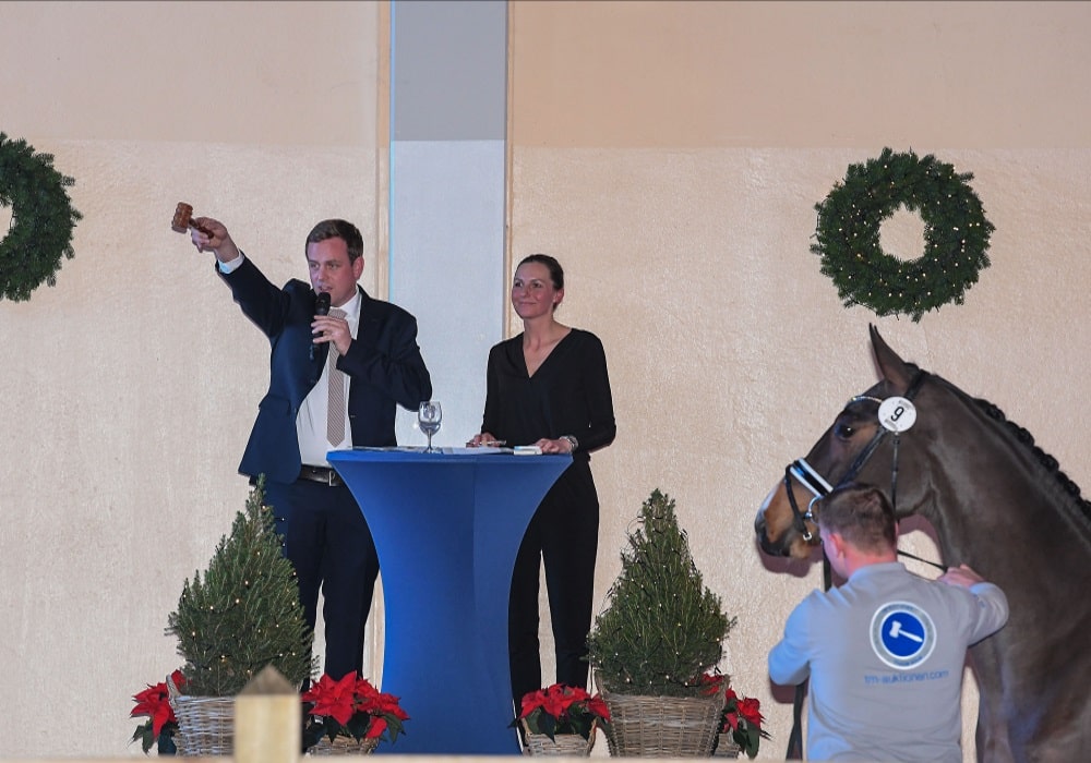 YOUNG STALLIONS: Sportpferde von Morgen in Kreuth unter dem Hammer