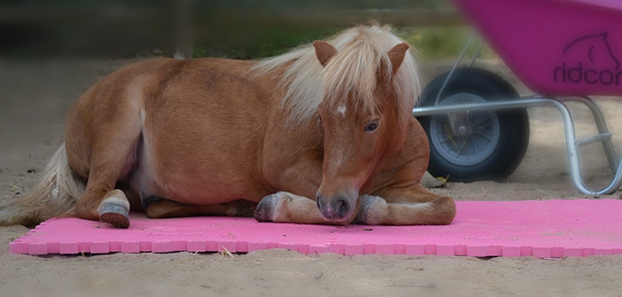 Verlosung Rider´s Edition – Ridcon