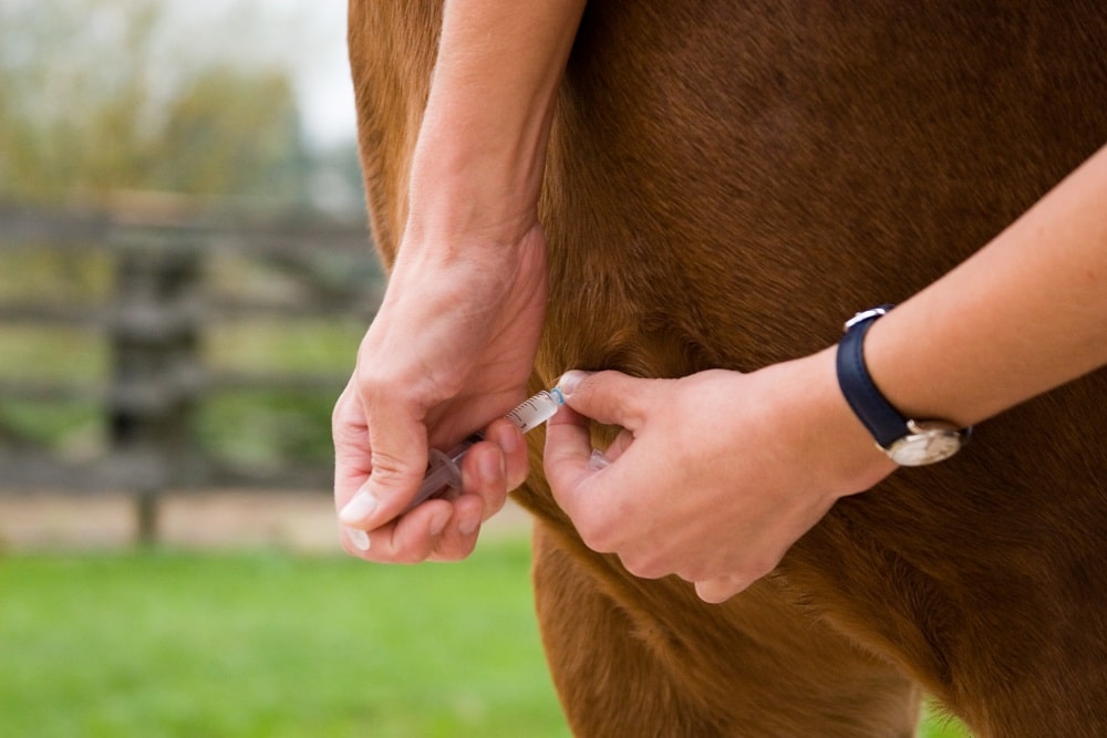Impfen von Pferden als wichtige Prävention