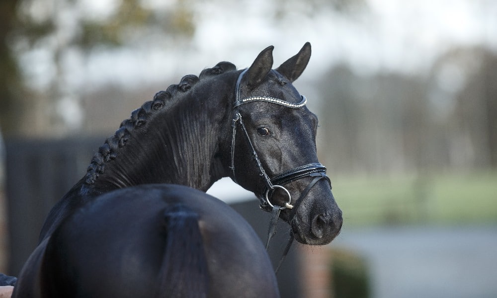 Promi-Väter bei den YOUNG STALLIONS