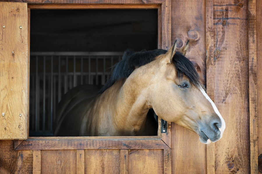 Bundesstützpunkt Reiten: Quarantäne aufgehoben
