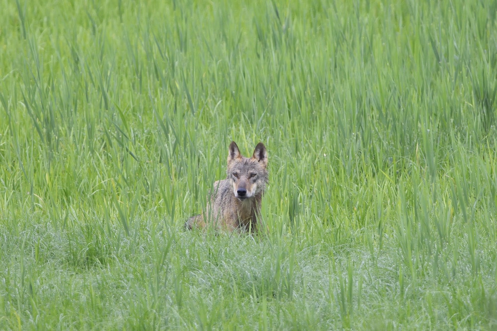 Vortrag 'Wolf und Weidetierhaltung' am 29.04.2019