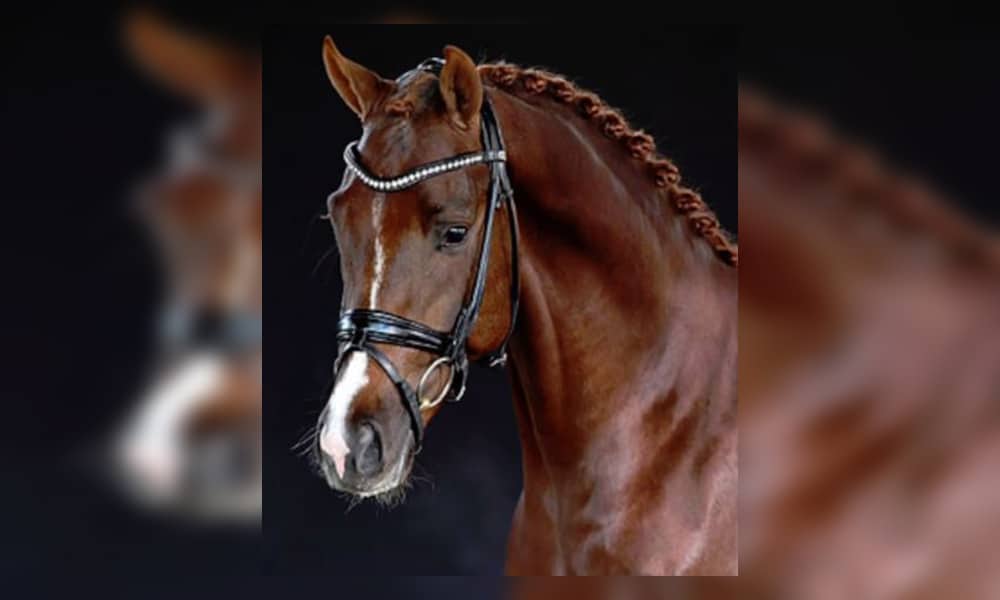 Unser HENGST DES MONATS - Viva Gold