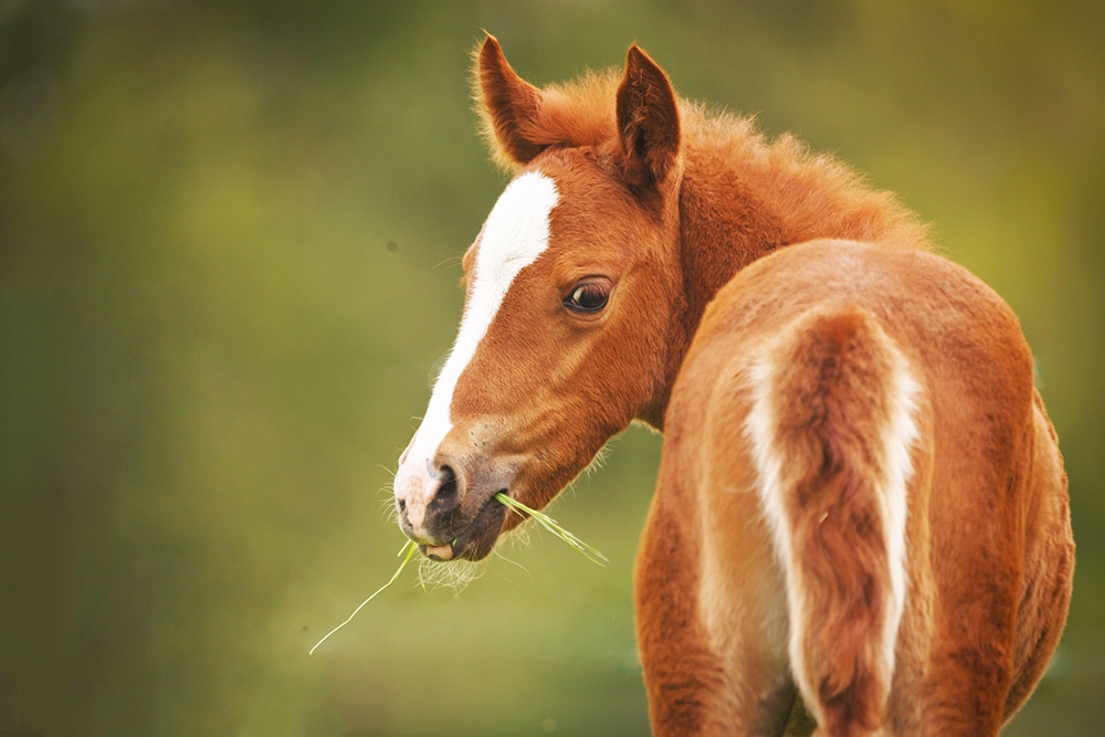 Wenn sich Fohlen ihre ersten Grashalme schmecken lassen, endet die Zeit als Saugfohlen und dem Halter stellen sich Fragen zur Fütterung. Einige interessante Fakten zur Versorgung abgesetzter Fohlen findest du im Blog und demnächst im Buch „Ausgewählte Hengste Deutschlands 2019/20“.