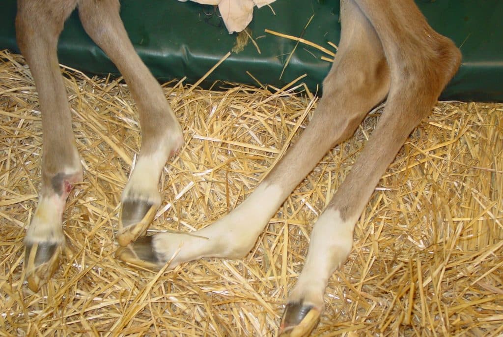 WFFS – das Warmblood Fragile Foal Syndrome – ist eine ernstzunehmende Erbkrankheit. Neben der Verunsicherung wirft das Auftreten und Bekanntwerden von  WFFS Fragen auf. Was steckt wirklich hinter der Erkrankung? Und wie erfolgt die Übertragung von einer Generation zur nächsten?