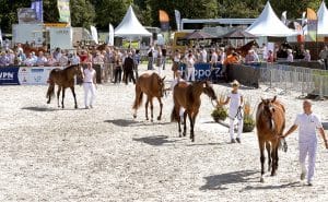 Heute: Eine Stutenschau der KWPN.