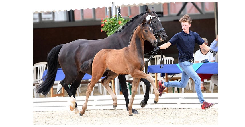 Handverlesen – ist die Kollektion der bereits gestarteten 7. Online-Auktion für Fohlen, abstammend von Hengsten der Deckstationen Paul Schockemöhle und Helgstrand Dressage. Das 18-köpfige Lot aus samt und sonders überragenden Talenten für das große Viereck oder höchste Abmessungen begeistert. Denn die Meisterstücke jahrelanger und oftmals Generationen-übergreifenden Zuchtarbeit werden nun über einen der exklusivsten und innovativsten Vermarktungswege überhaupt offeriert.