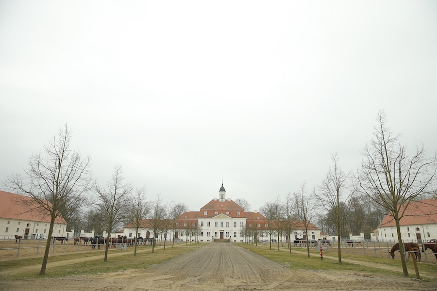 Hengstparaden im Haupt- und Landgestüt Neustadt-Dosse