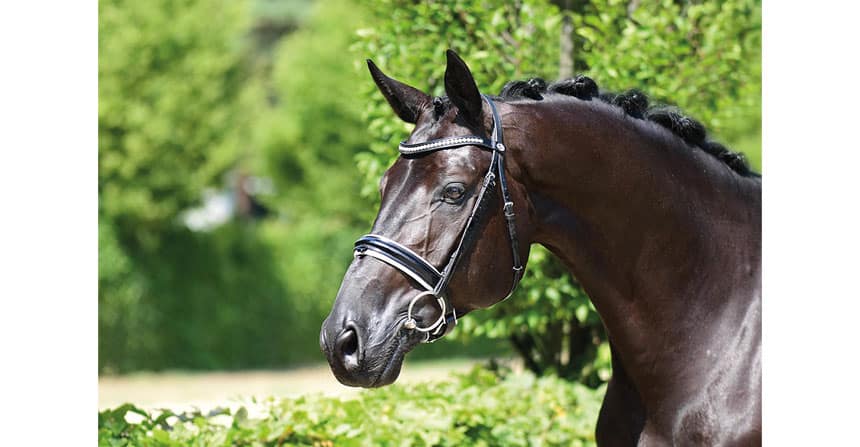 Vechta’s Black Pearls