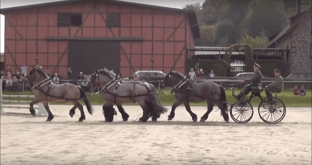 Tag der offenen Tür auf dem Landgestüt Dillenburg