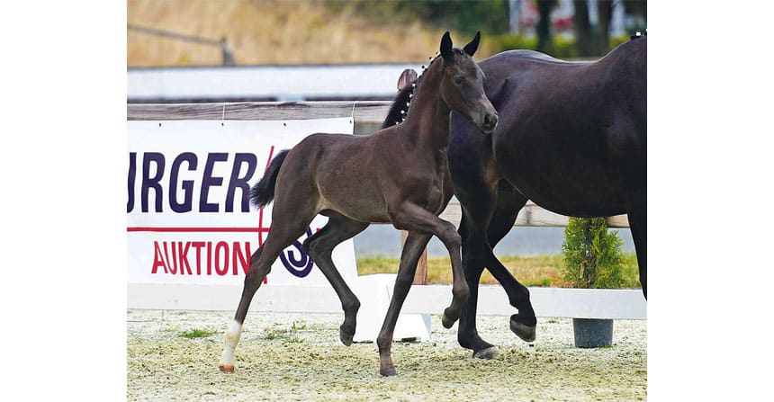 Moderne Fohlen sorgen in der Kollektion der Herbst Elite-Auktion am Samstag, 5. Oktober, für Begeisterung. Dressurchampions treffen im Oldenburger Pferde Zentrum Vechta auf renommierte Stutenstämme. Sichern Sie sich Ihren Zukunftsstar!