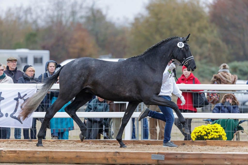Vierzehn gekörte Trakehner Junghengste