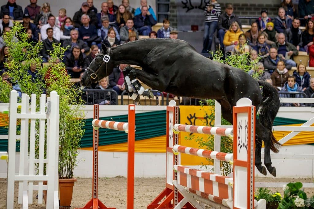 Neben der gestrigen Pflastermusterung auf dem Internationalen Trakehner Hengstmarkt fand auch der Trakehner Freispring-Cup 2019 statt. Dieser endete überraschend mit gleich zwei schwarzen Schönheiten als Siegerinnen. 