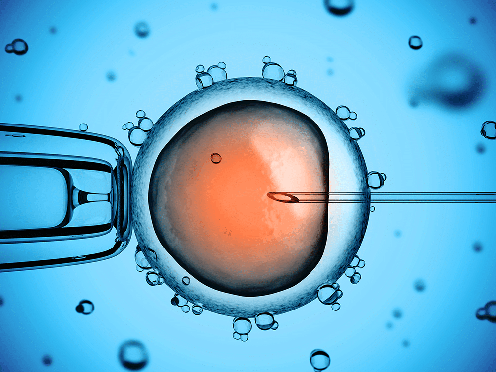 Embryotransfer und Stammzellenbank – Tradition vs. Moderne in der Pferdezucht