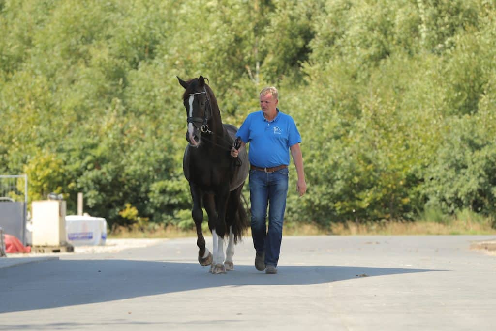 Blue Hors Don Schufro lebt nicht mehr