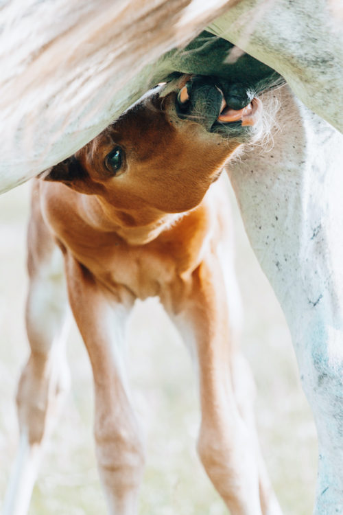 Rund um die sichere Fohlengeburt HorseGate