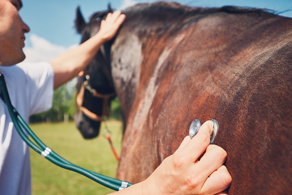 Bereits im Jahr 2013 hat die Deutsche Reiterliche Vereinigung (FN) das Projekt „Gesundheitsdatenbank für Pferde“ initiiert. Im Rahmen ihrer Jahrestagung 2014 wurden erste Details bekannt.